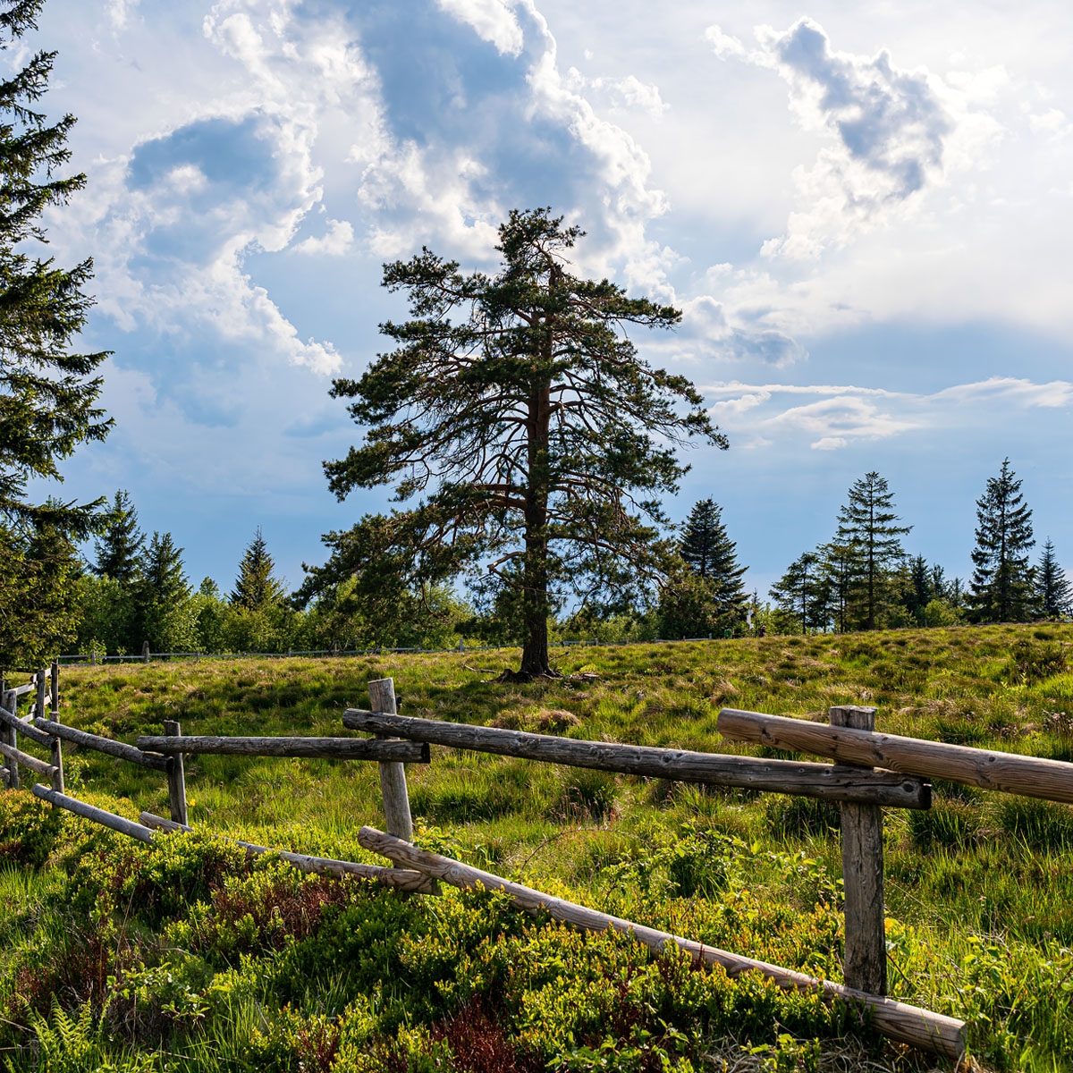 Camping Královec - kamperen midden in de prachtige natuur van Tsjechië